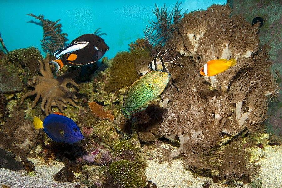 Colorful Reef Fishes in Aquarium